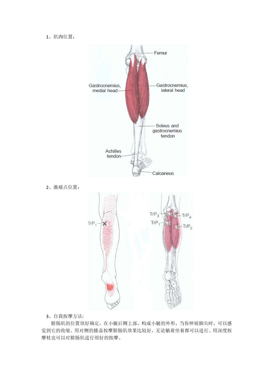 激痛点和肌肉疼痛自我按摩治疗(16)------足弓和足中部痛_第2页
