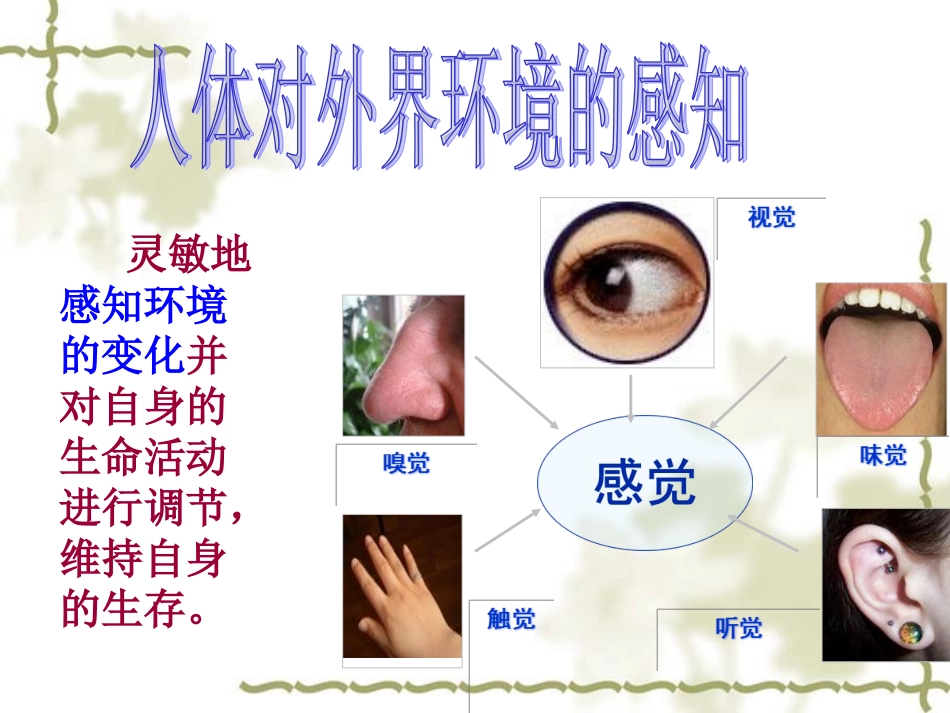 《人体对外界环境的感知》PPT课件_第3页
