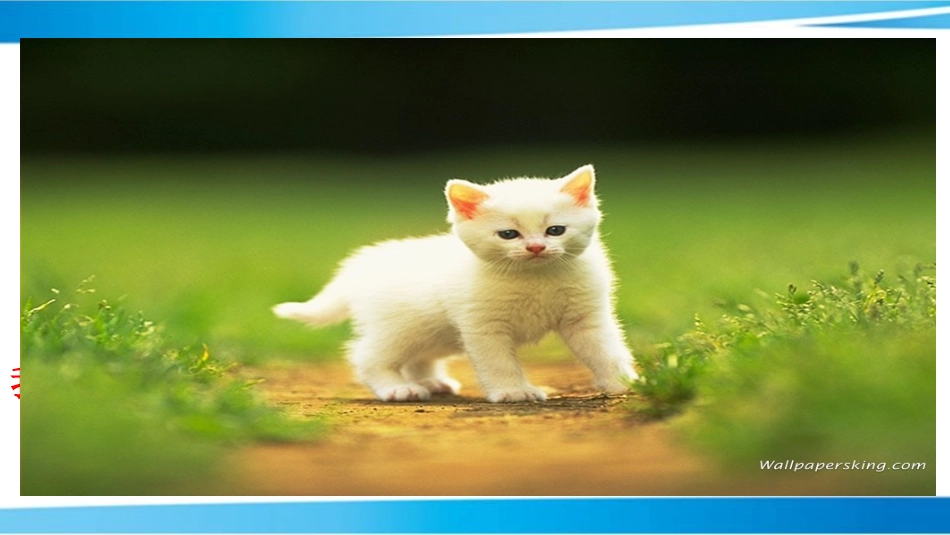 初中语文——《猫》——赫章县河镇乡初级中学张英_第2页