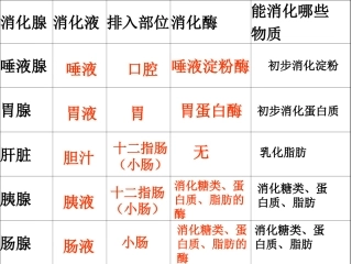 消化和吸收2-Microsoft-PowerPoint-幻灯片