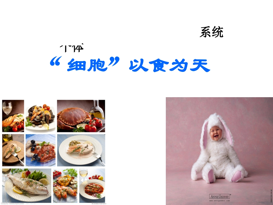 浙科版高三一轮复习《细胞的分子组成》_第1页