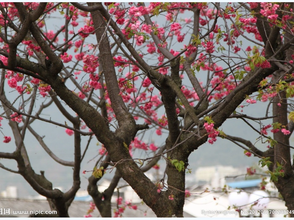 (部编)初中语文人教2011课标版七年级下册一棵小桃树课件_第2页