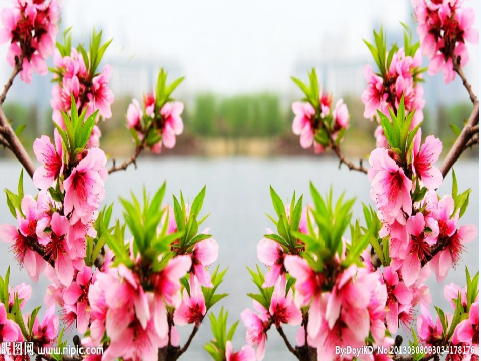 (部编)初中语文人教2011课标版七年级下册一棵小桃树课件_第3页