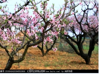 (部编)初中语文人教2011课标版七年级下册一棵小桃树课件