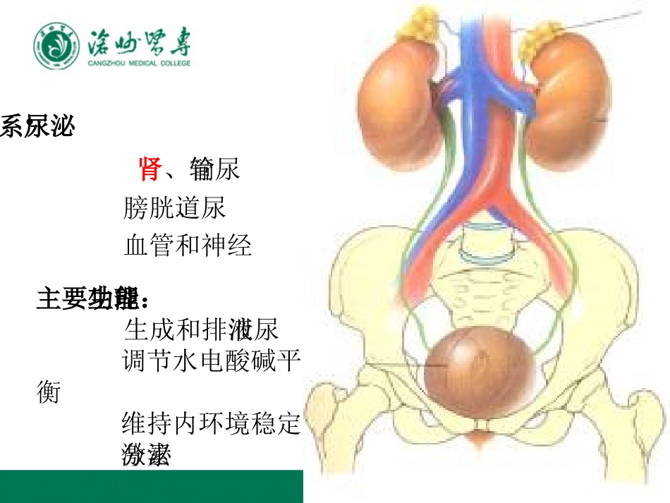 泌尿系统疾病护理总论2_第2页