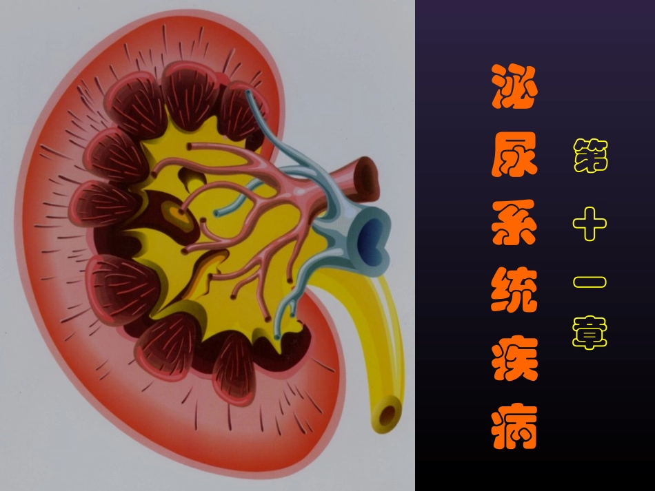 泌尿系统幻灯001_第1页