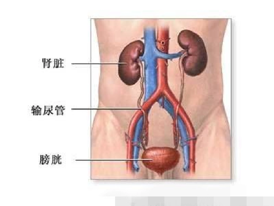 泌尿系统疾病病人的护理_第2页