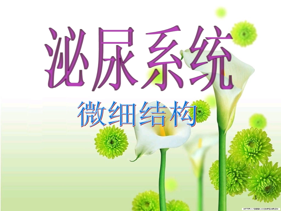 泌尿系统微细结构_第1页
