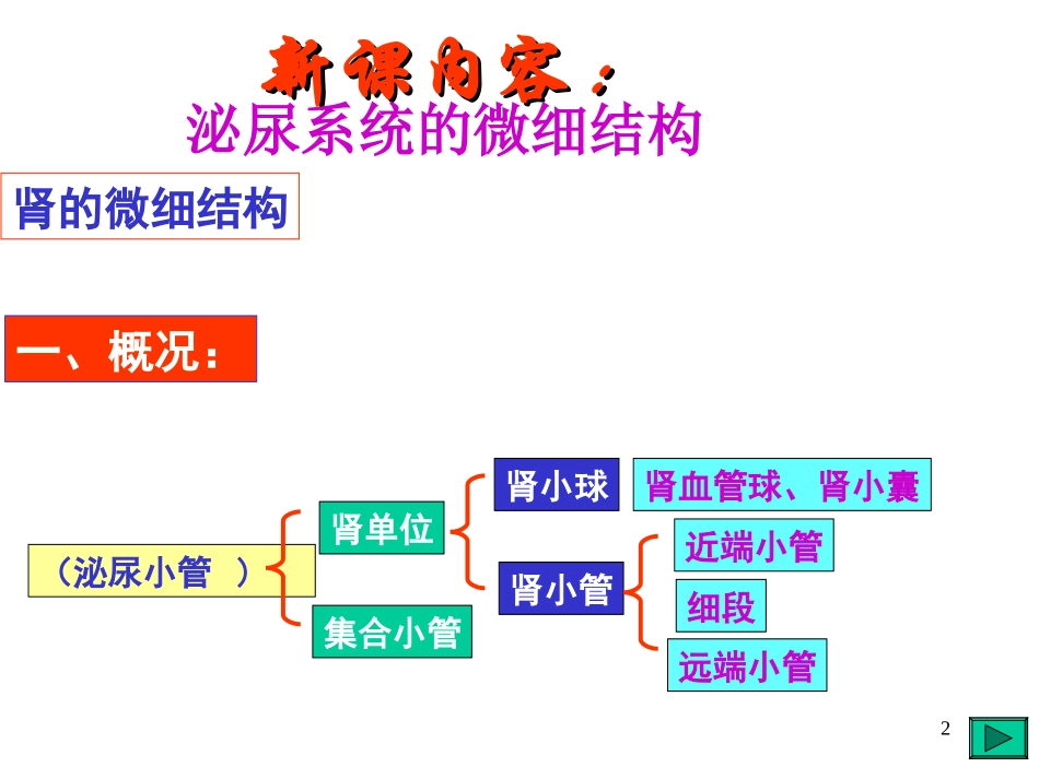泌尿系统微细结构_第2页