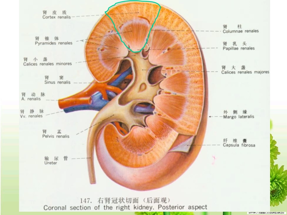 泌尿系统微细结构_第3页