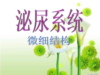泌尿系统微细结构