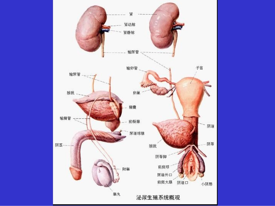 泌尿系统(2)_第3页