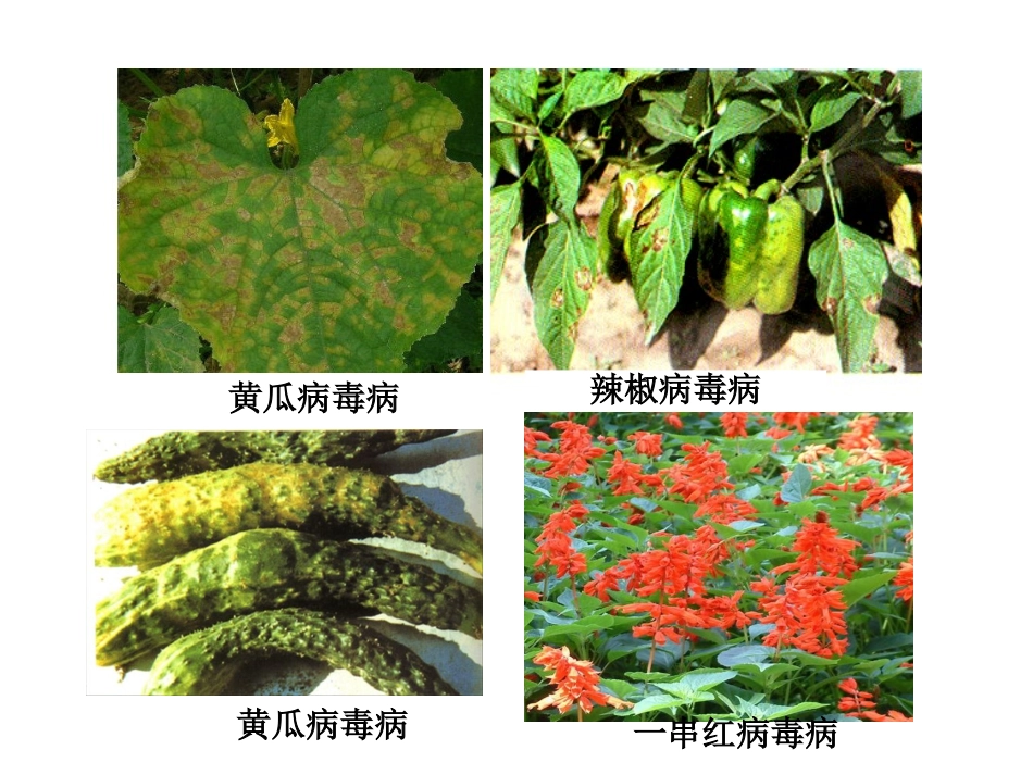 植物的脱毒培养与人工种子_第3页