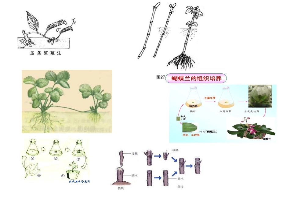 植物的营养繁殖_第3页