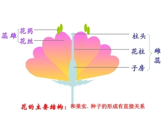 植物的营养繁殖