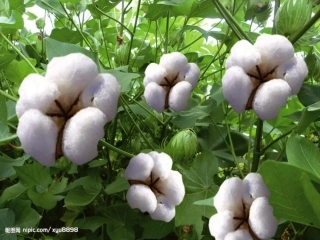 棉花姑娘生病了-叶子上有许多可恶的蚜虫。