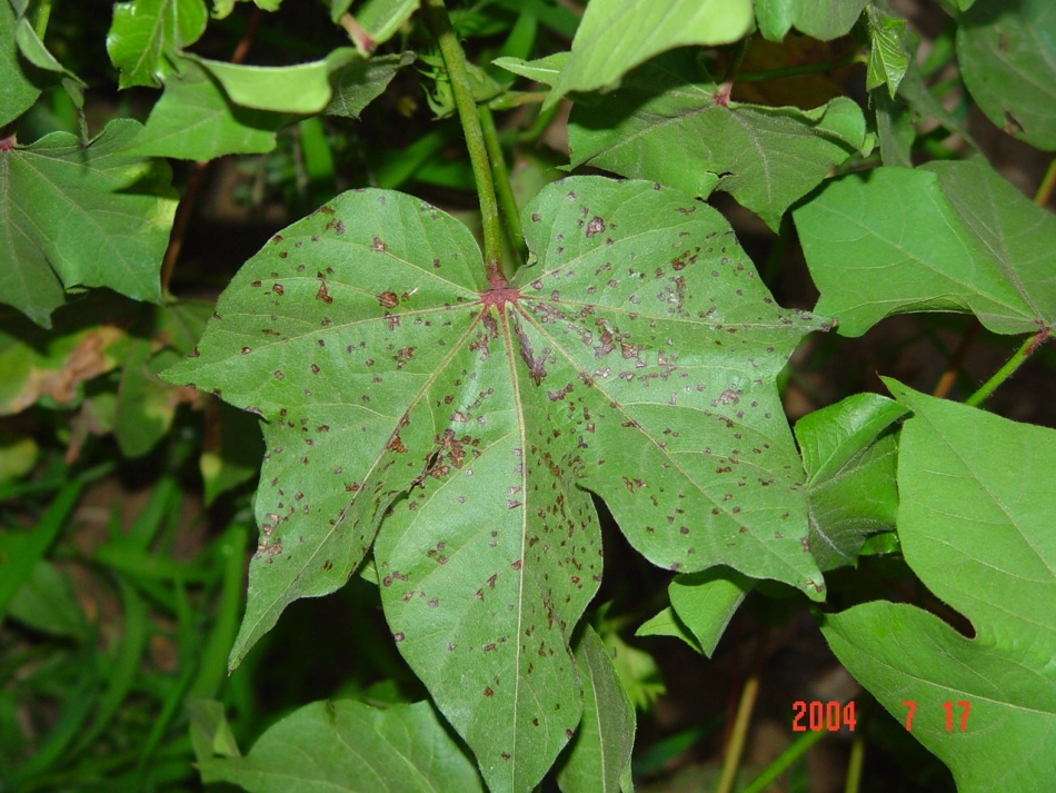 棉花细菌性角斑病(副本)_第2页