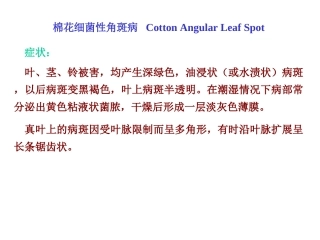 棉花细菌性角斑病(副本)