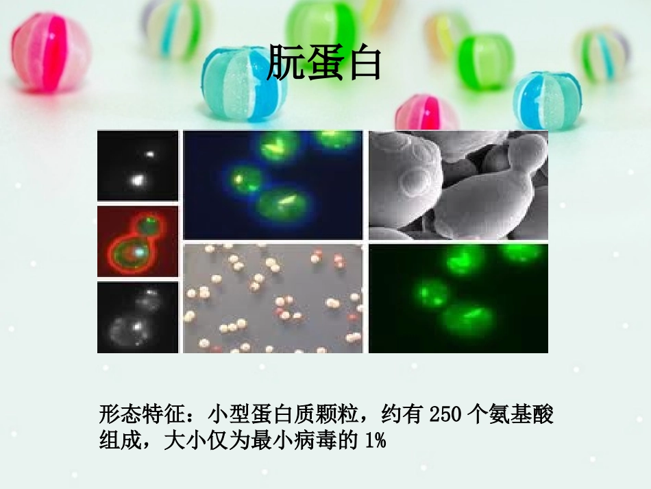 朊蛋白PPT剖析_第1页