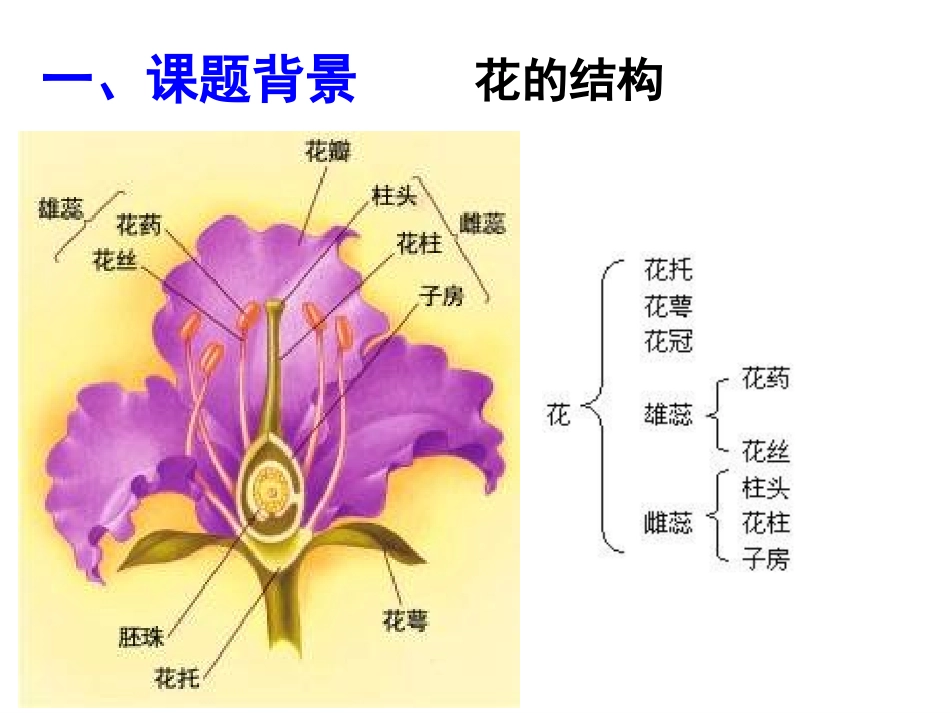 月季的花药培养MicrosoftPowerPoint幻灯片_第2页