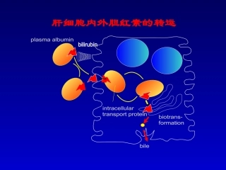 最新肝内瘀胆-PPT文档