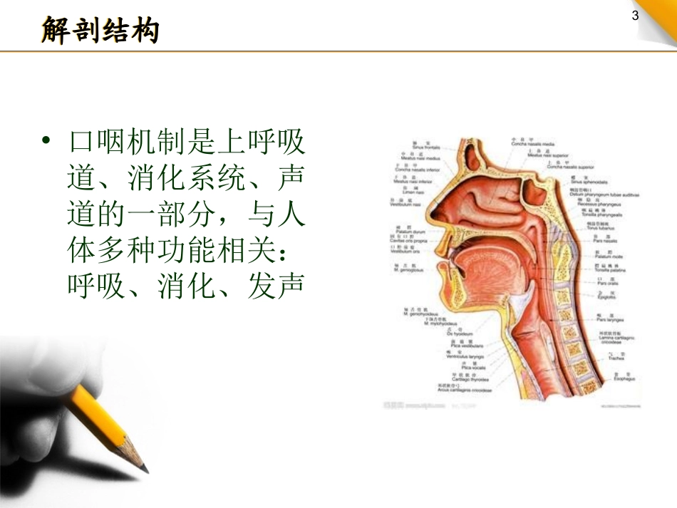 新生儿口腔与呼吸的发育_第3页