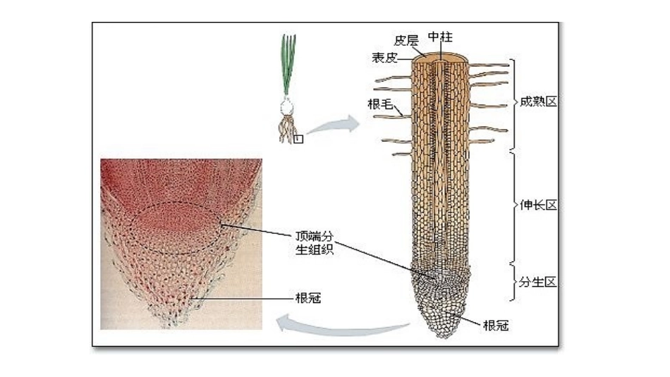 探究实践-观察根尖分生组织细胞的有丝分裂(2019年新教材人教版必修1第6章)_第2页