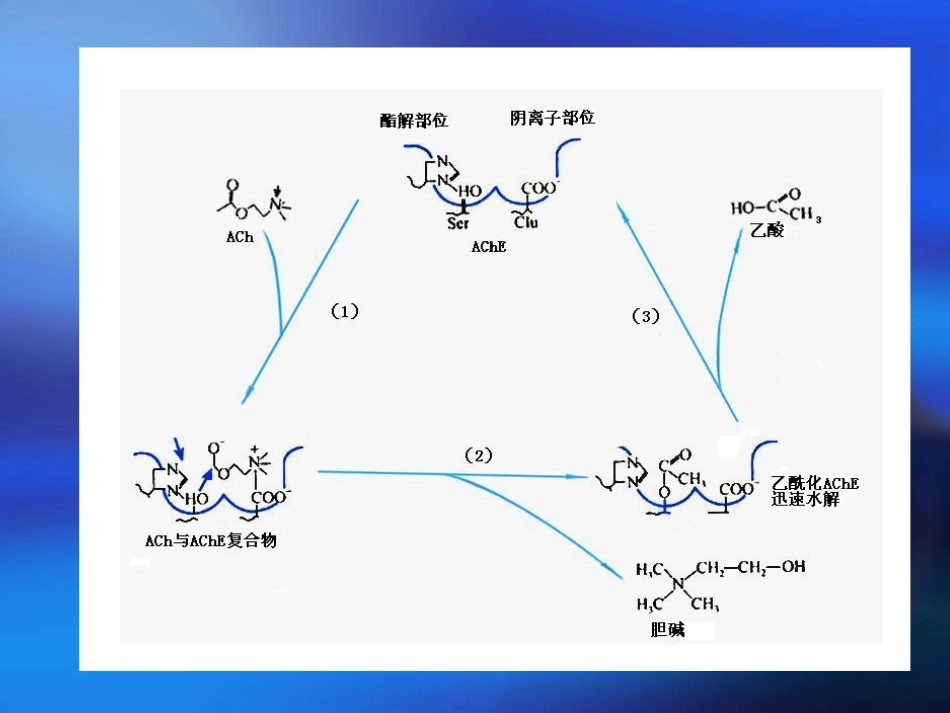 抗胆碱脂酶药和胆碱酯酶复活药_第3页