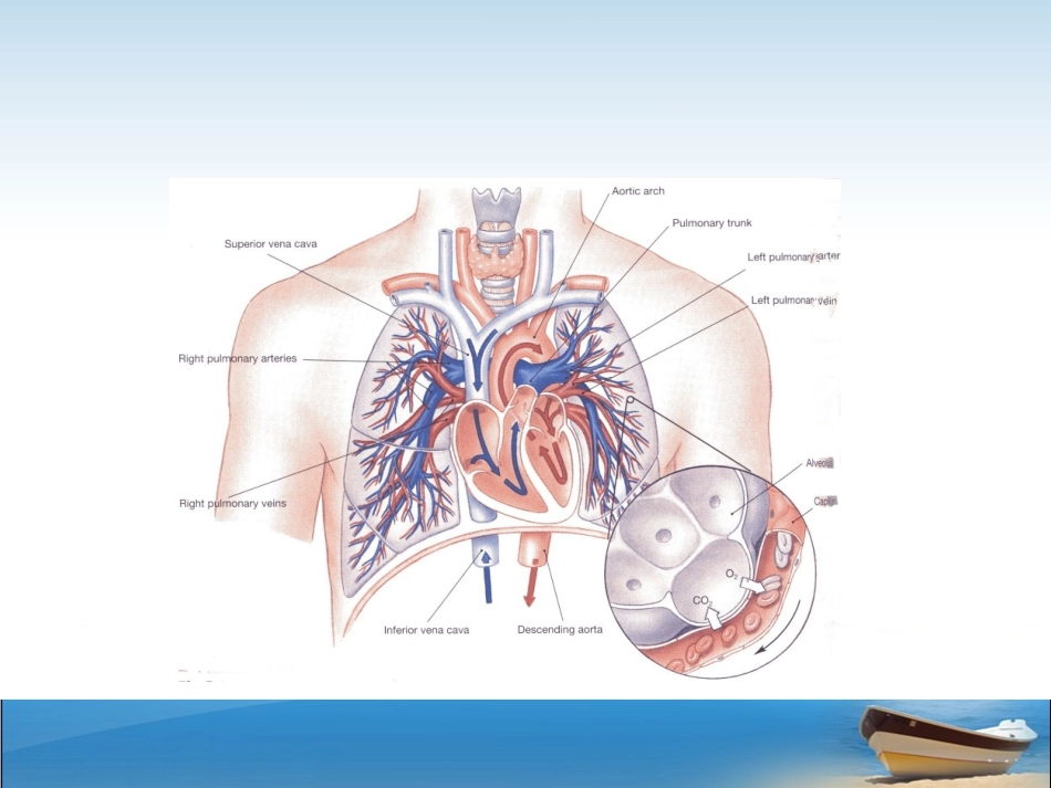 慢性肺源性心脏病1_第3页