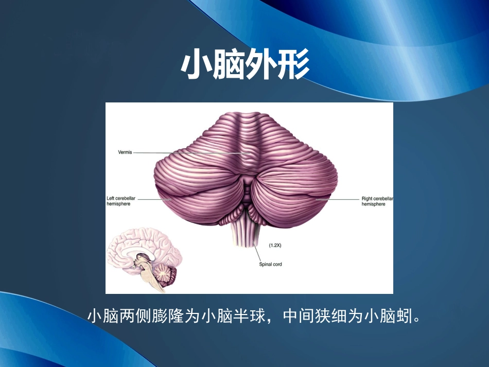 急性小脑炎2浅论_第2页