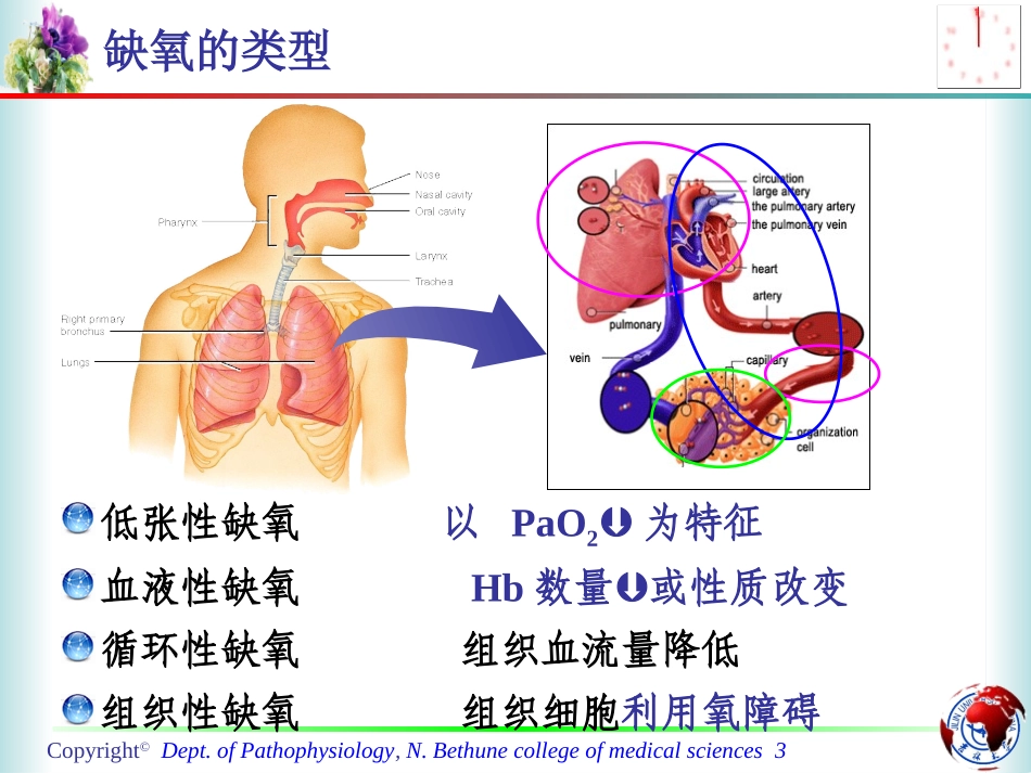 急性低张性缺氧对机体的影响_第3页