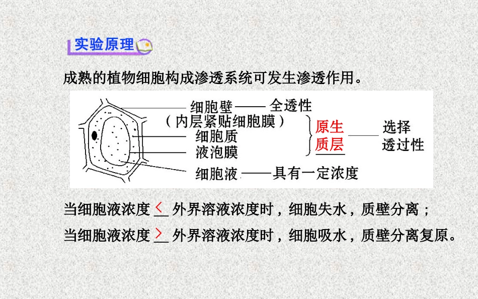 必修1探究植物细胞的吸水和失水分解_第2页