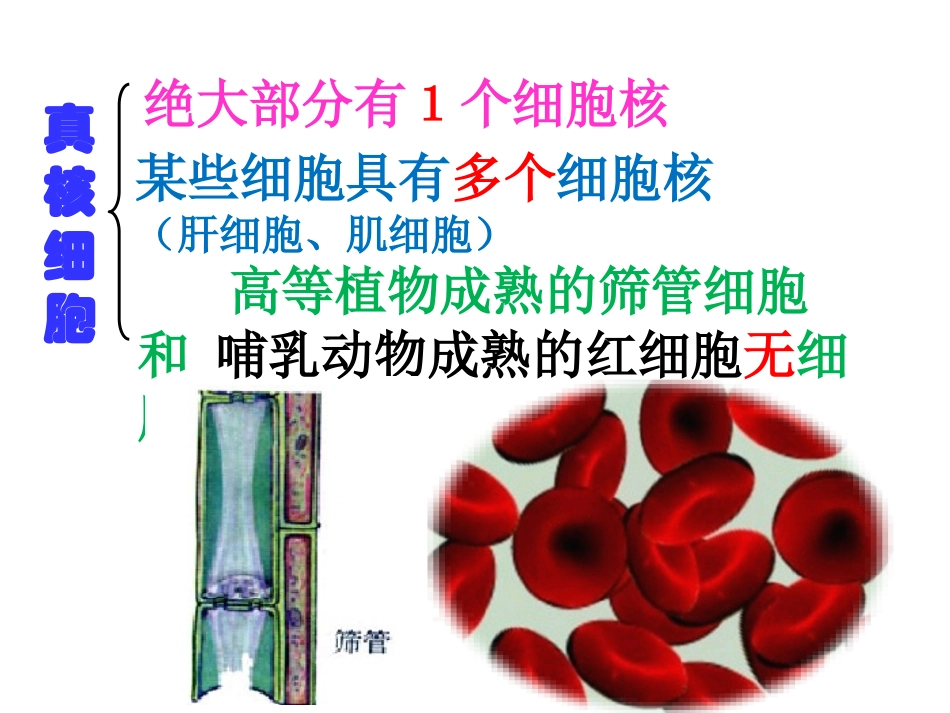 必修1-第3章-第3节-细胞核_第2页