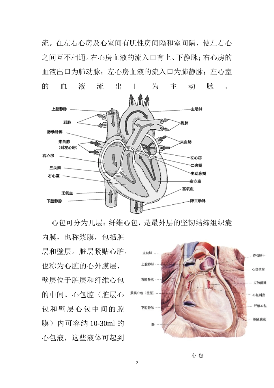 心脏的解剖结构及生理(含彩图)_第2页