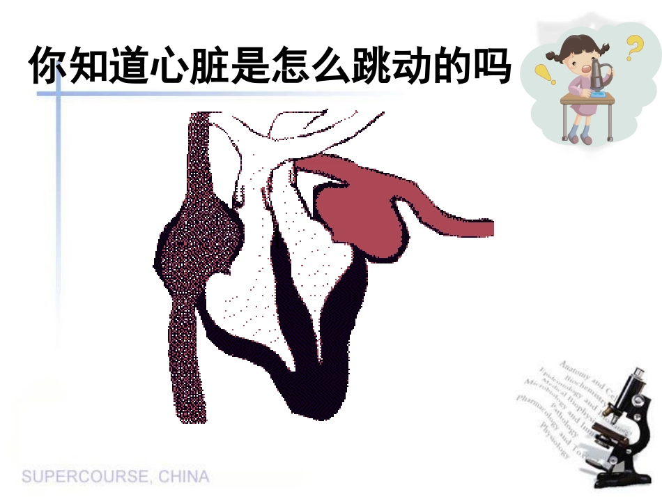 心脏和血液循环_第2页