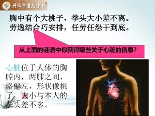 心脏和血液循环