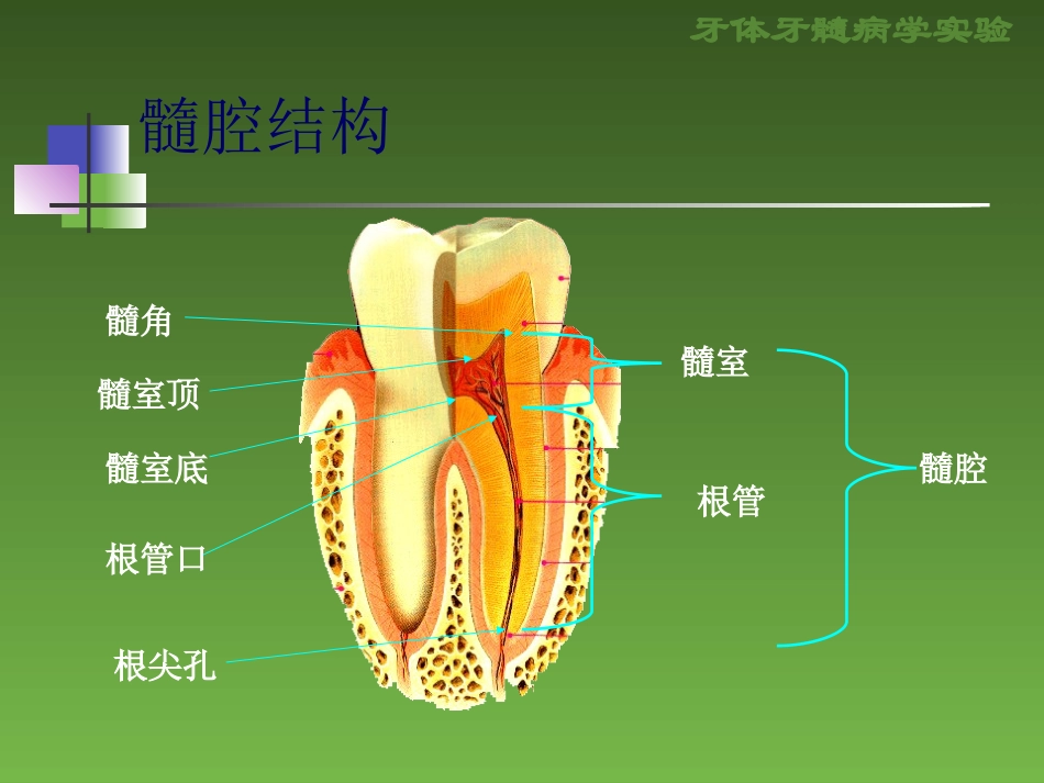 形牙体牙髓病学试验_第2页