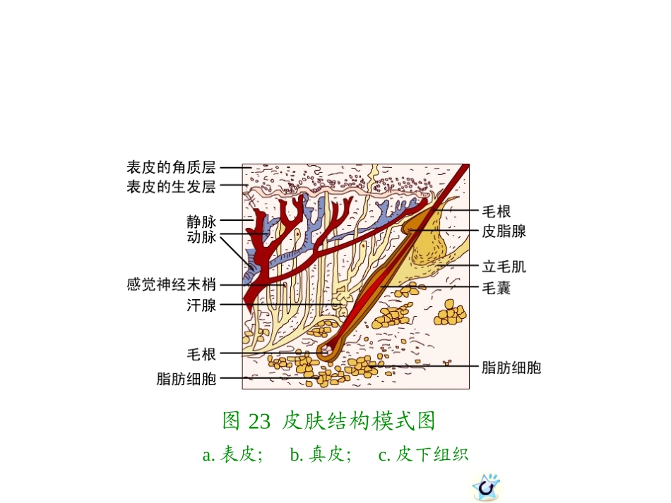幼儿卫生学----皮肤_第3页