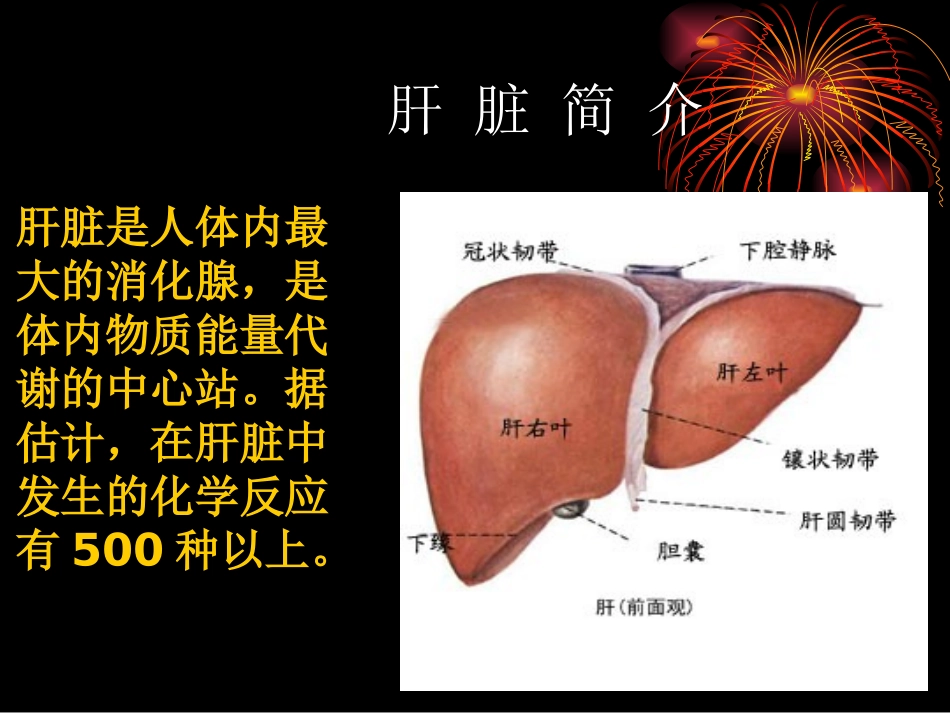 常见肝病成因与防治-(1)_第2页