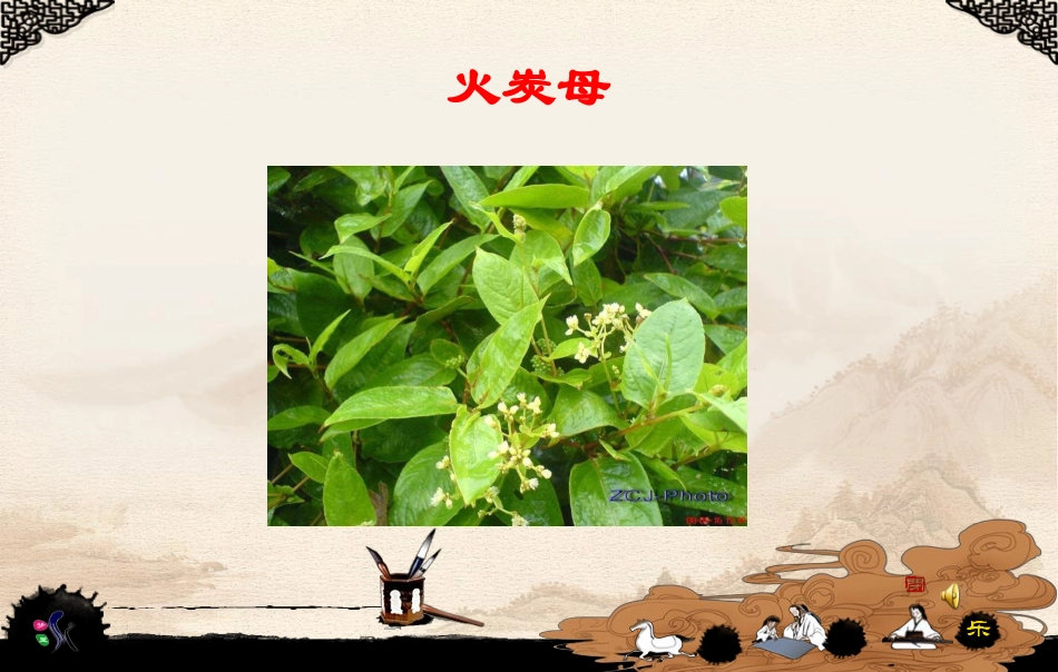 岭南凉茶常用中草药_第3页