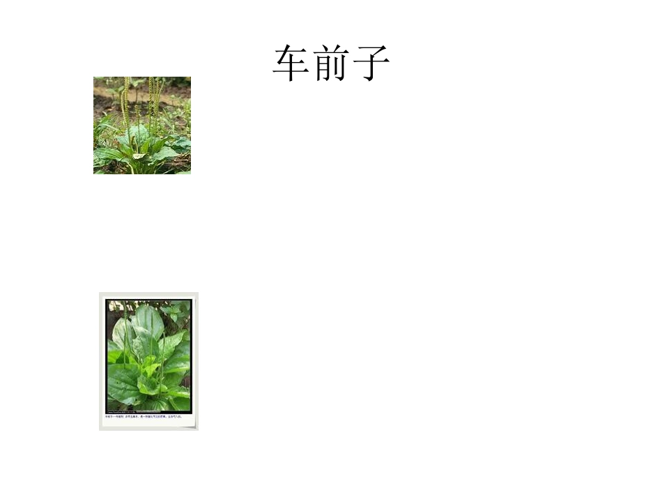 山上常见中药_第2页