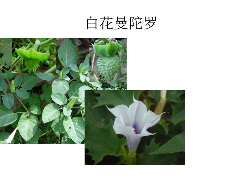 山上常见中药_第3页