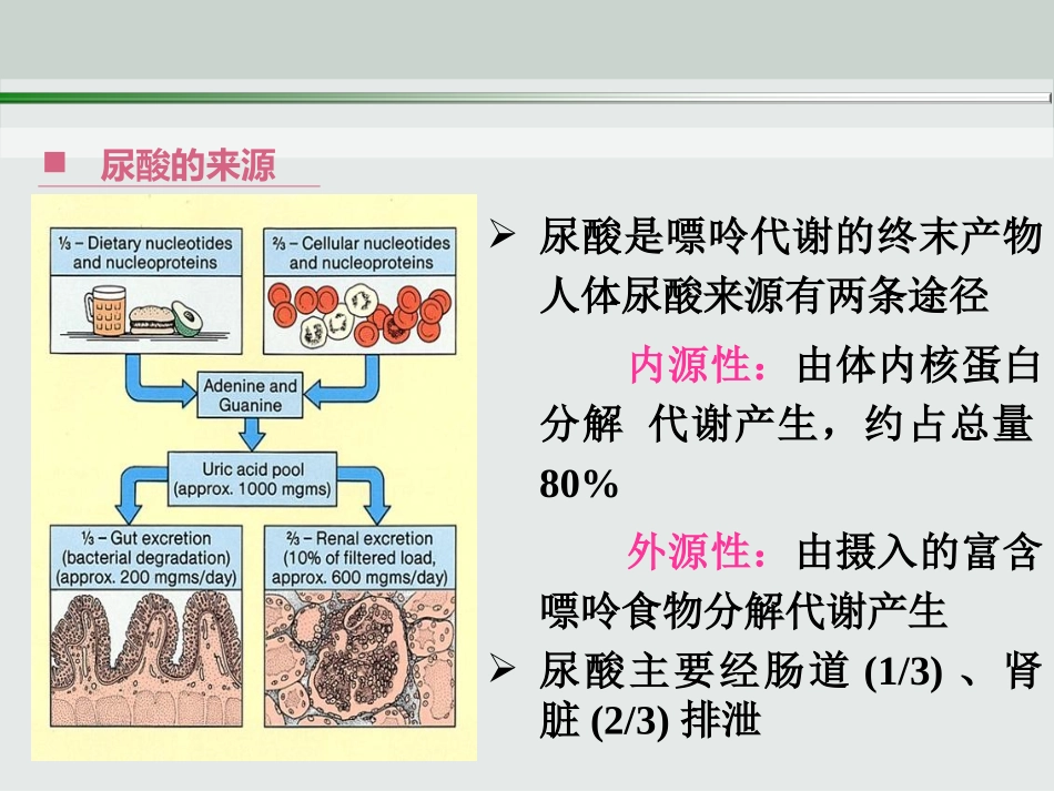 尿酸代谢11_第3页