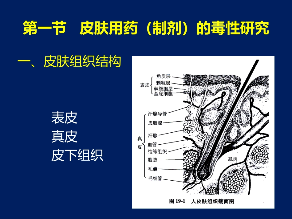 局部用药的毒性研究_第3页