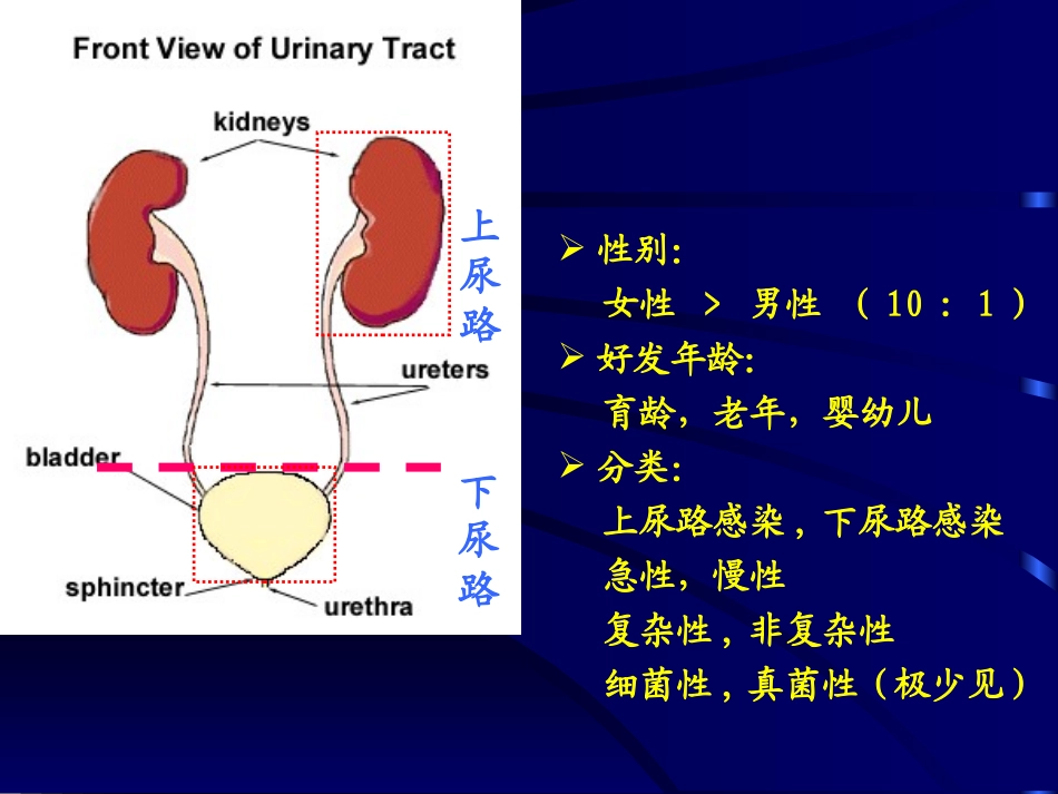 尿路感染PPT_第2页