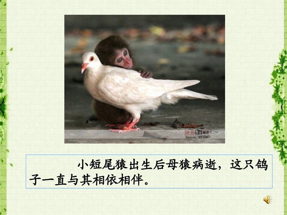 小短尾猿出生后母猿病逝-这只鸽子一直和其相依相伴。_第2页