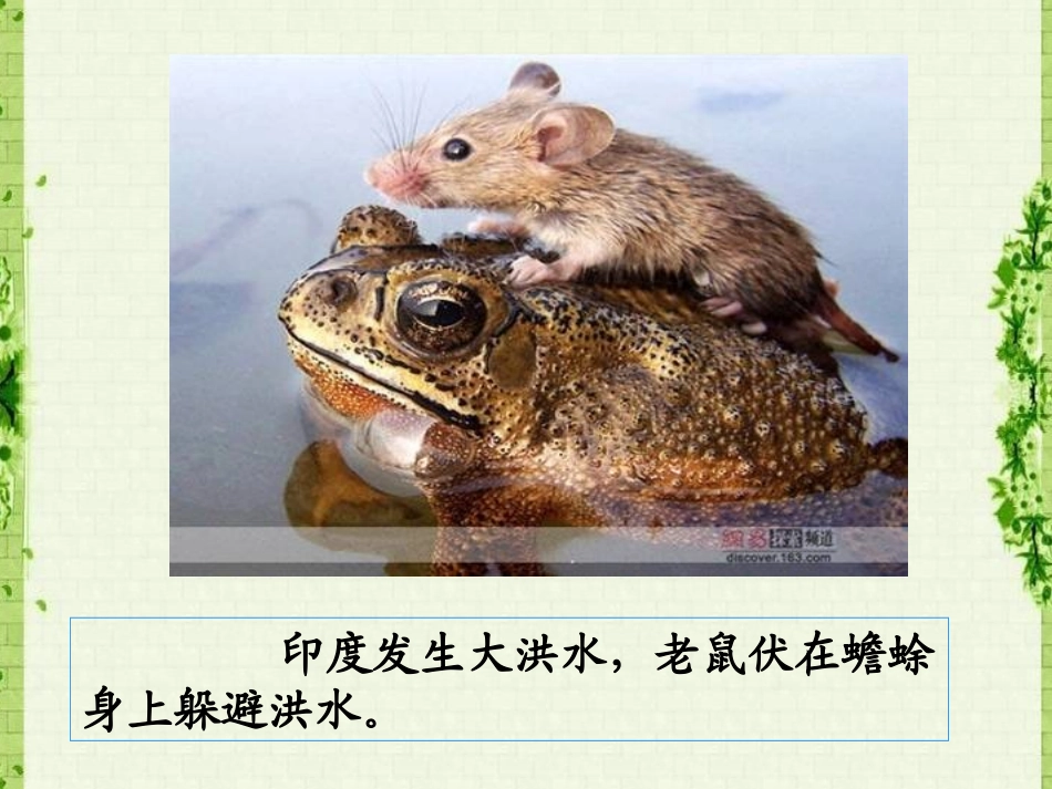 小短尾猿出生后母猿病逝-这只鸽子一直和其相依相伴。_第3页