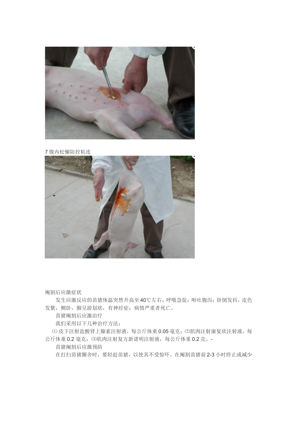 小公母猪去势_第3页