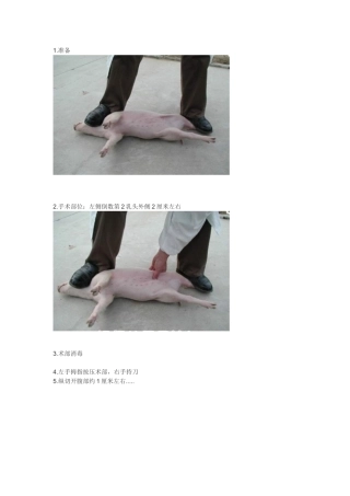 小公母猪去势