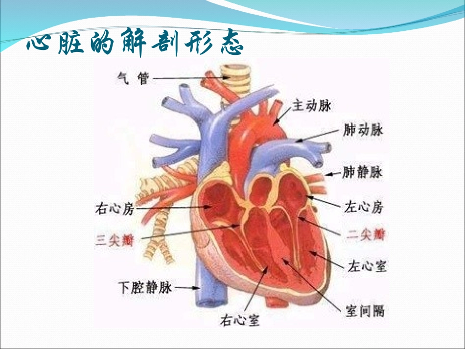 射频消融术.ppt1_第2页